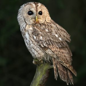 Tawny Owl_Strix aluco