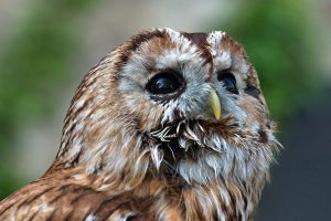 Tawny Owl_Strix aluco (head)