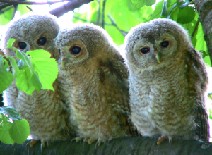 Tawny Owl_Strix aluco_3 young