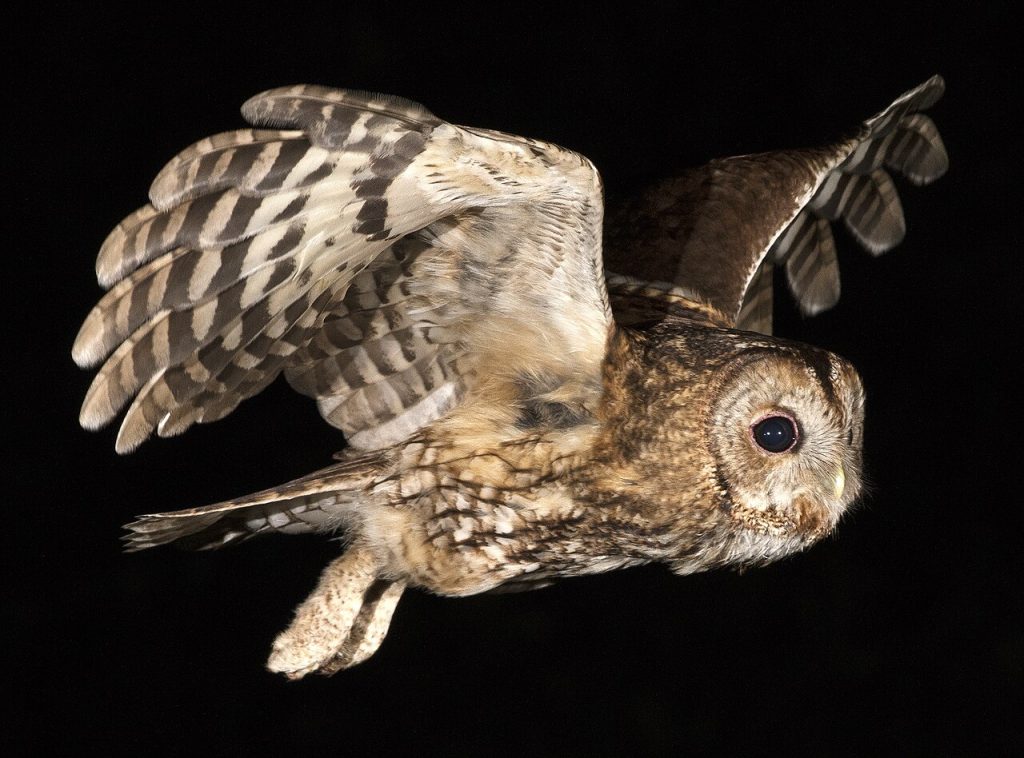 Tawny owl at night