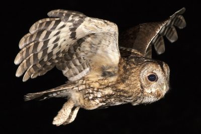 Tawny owl at night