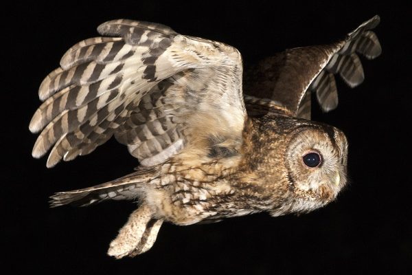 Tawny owl at night