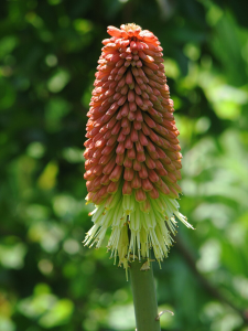 Torch Lily_Kniphofia