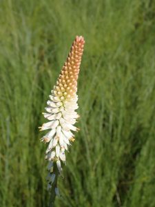 Torch Lily_Kniphofia buchananii