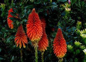 Torch Lily_Kniphofia_red_hot_poker