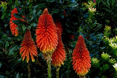 Torch Lily_Kniphofia_red_hot_poker