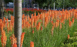 Torch Lily_London_Canary Wharf