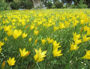 Zephyr_lily_(yellow)