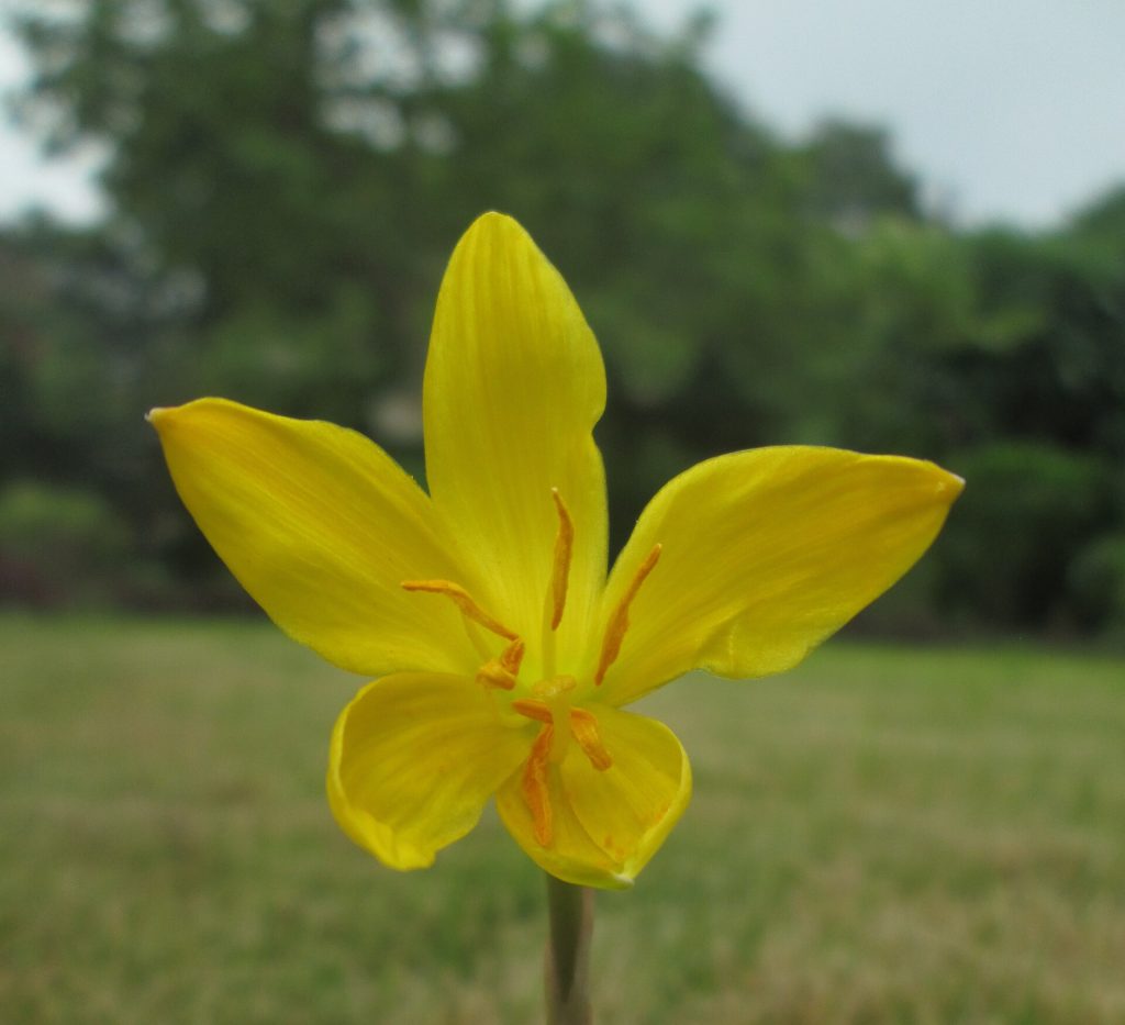 Zephyranthes citrina flower_close up view