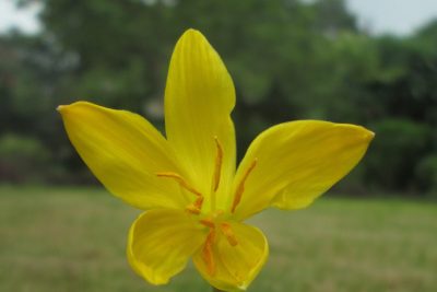 Zephyranthes citrina flower_close up view