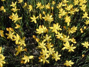 Zephyranthes_citrina