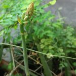 Aloe Vera Flower