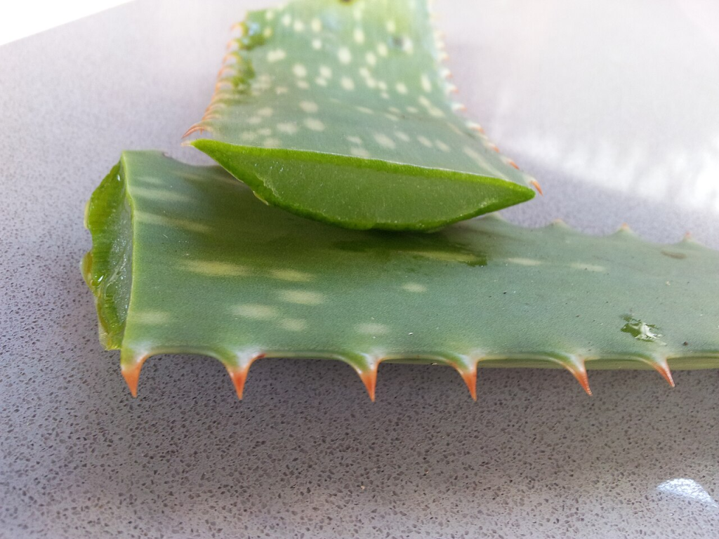 A Cut Aloe Vera leaf showing gel inside.
