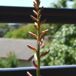 Aloe Vera Flower