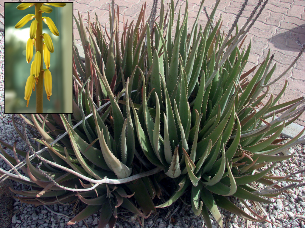 Aloe vera_flower