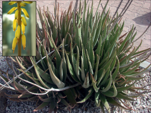 Aloe vera_flower