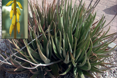 Aloe vera_flower