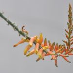 Aloe Vera Flower