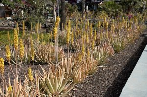 Aloe_vera_flowering