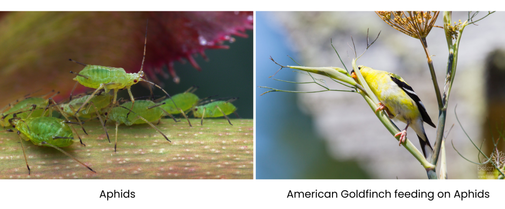 Aphids