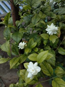 Arabian Jasmine Plant