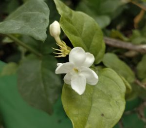 Arabian Jasmine Flower