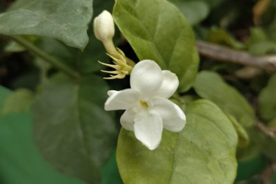 Arabian Jasmine Flower