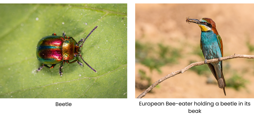 Beetle