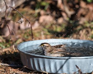Photo by pete weiler: https://www.pexels.com/photo/close-up-of-a-sparrow-splashing-water-19326153/