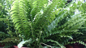 Boston Fern (Nephrolepis exaltata)