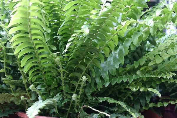 Boston Fern (Nephrolepis exaltata)