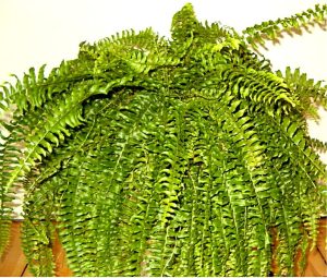 Boston Fern_Nephrolepis exaltata