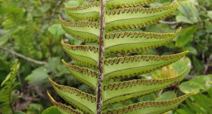 Boston Fern_Nephrolepis exaltata-sori