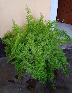 Boston fern potted plant