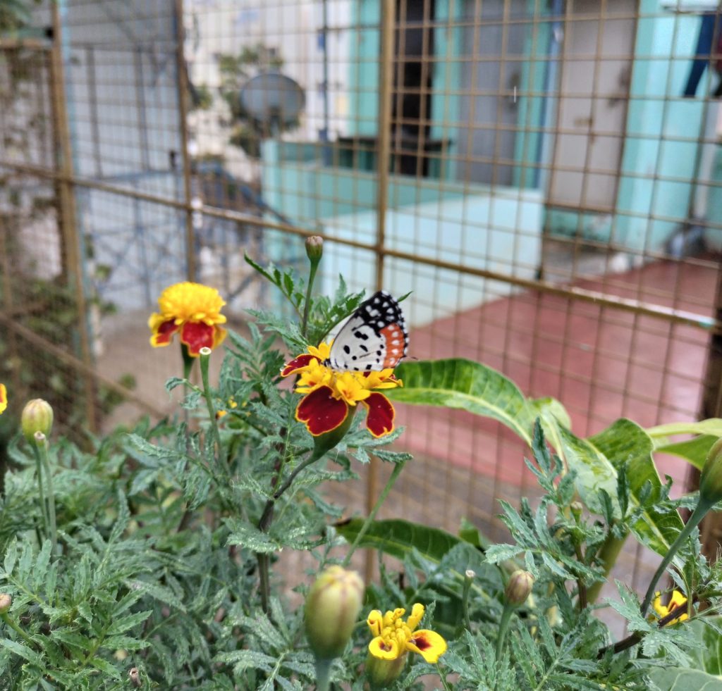 Butterfly visiting Rooftop Garden