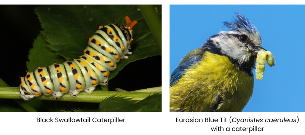 Caterpiller