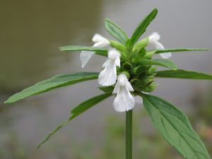 Ceylon Slitwort