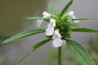 Ceylon Slitwort