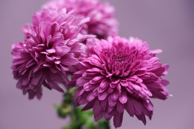 Chrysanthemum