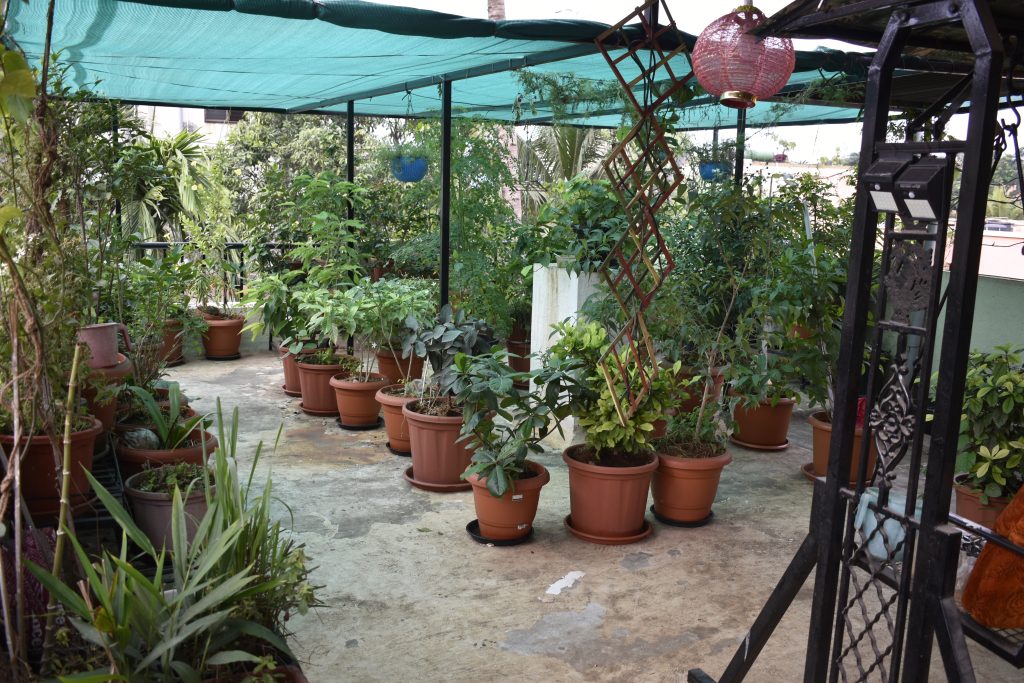 Containers and Planters