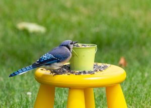 DIY Bird Feeder