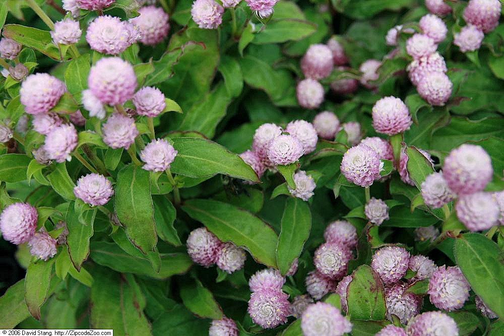 Globe Amaranth_Gnome_Pink