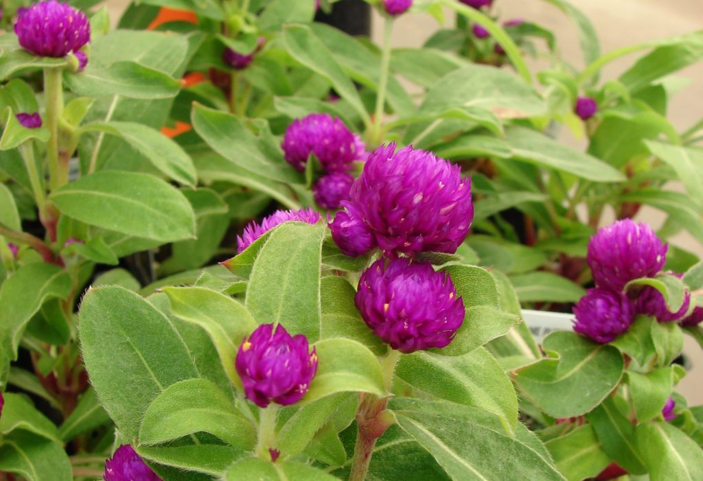 Globe Amaranth_Gomphrena globosa