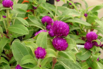 Globe Amaranth_Gomphrena globosa