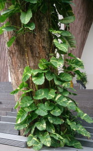 Golden Pothos creeping up a tree