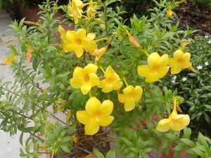 Golden Trumpet