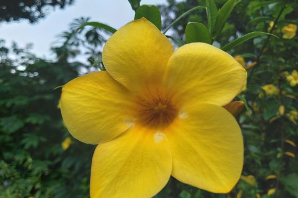 Golden Trumpet | Yellow Bells of the Garden