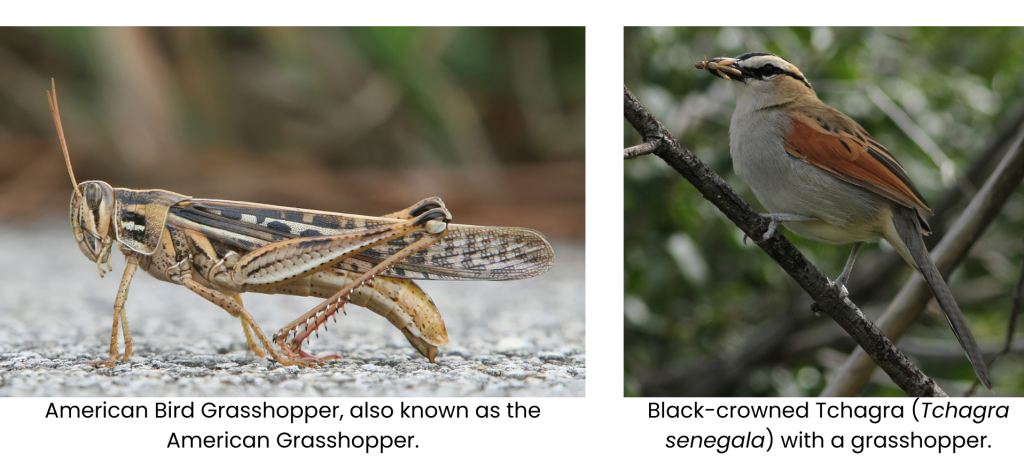 Grasshopper