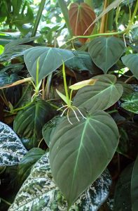 Heartleaf Philodendron