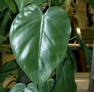 Heartleaf Philodendron_scandens subsp_oxycardium